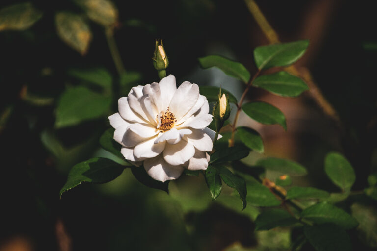 White flower