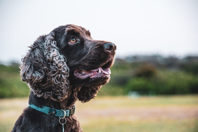 Visage d'un chien qui regarde vers l'avenir