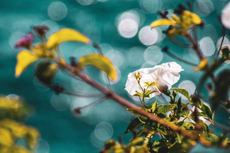 White flower