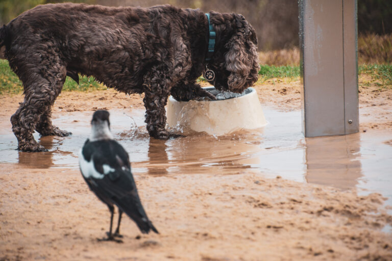 Oiseau regarde une chien en train de boire