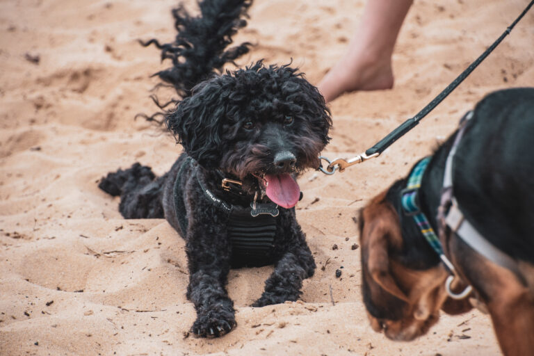 Petit chien noir mignon