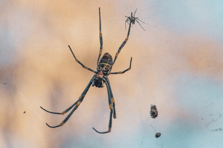 Grosse araignée qui fait peur