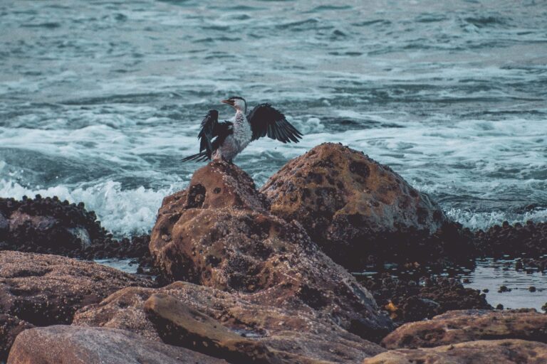 Oiseau posé sur un rocher ouvrant ses ailes