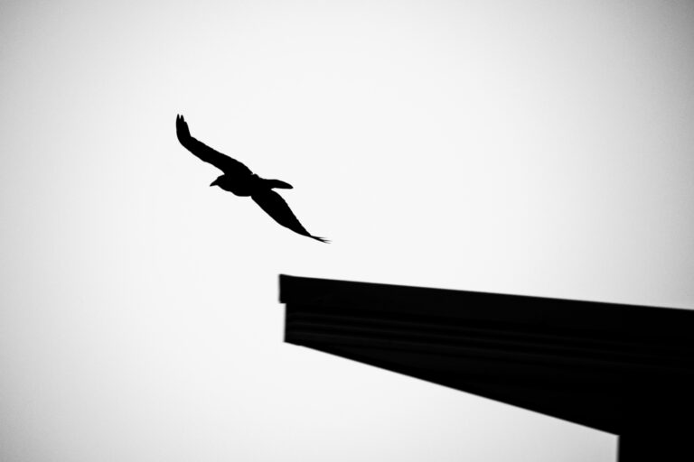 Oiseau en noir et blanc